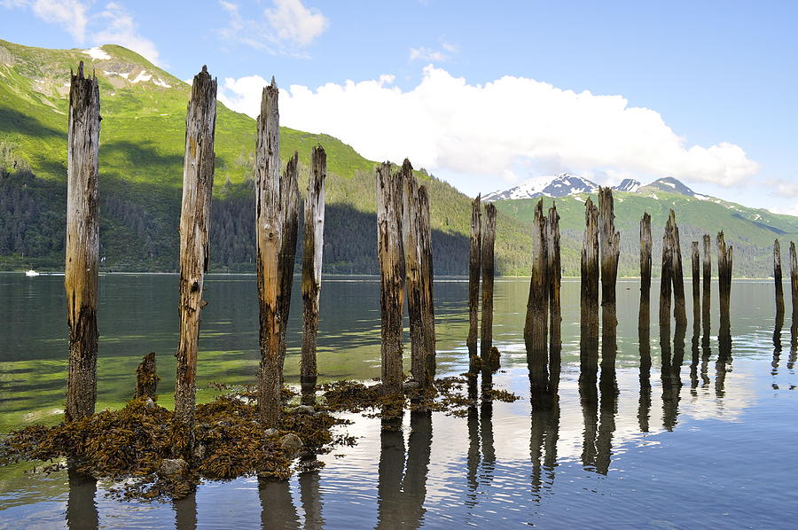 Pilings Photograph by Cathy Mahnke