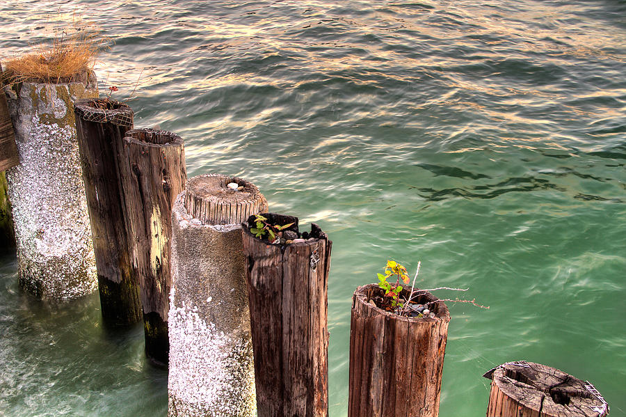 Pilings in Commencement Bay Tacoma WA Photograph by Rob Green