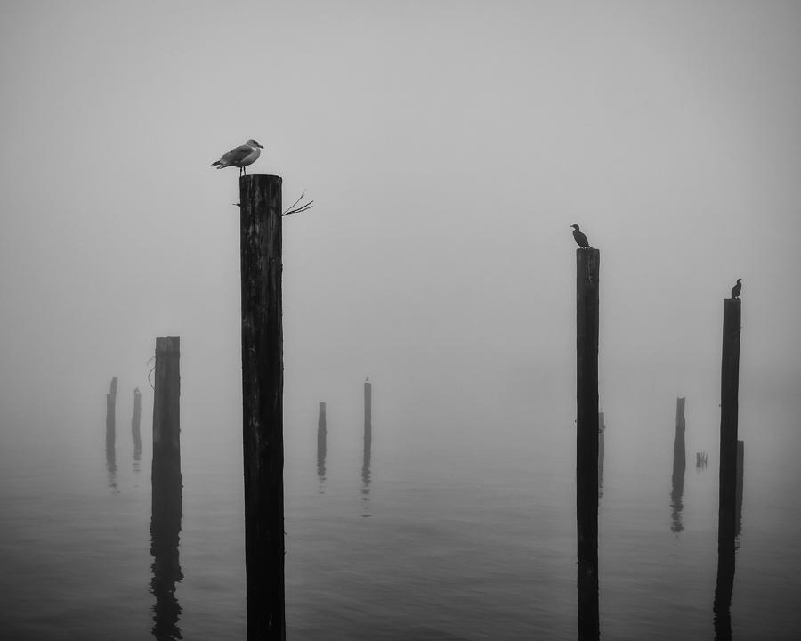Pilings in the Fog Photograph by Kyle Wasielewski