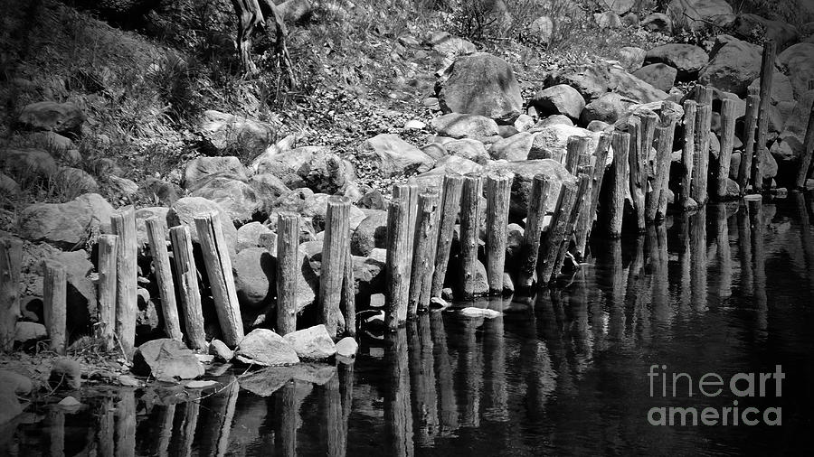 Pilings Photograph by Randall Cogle