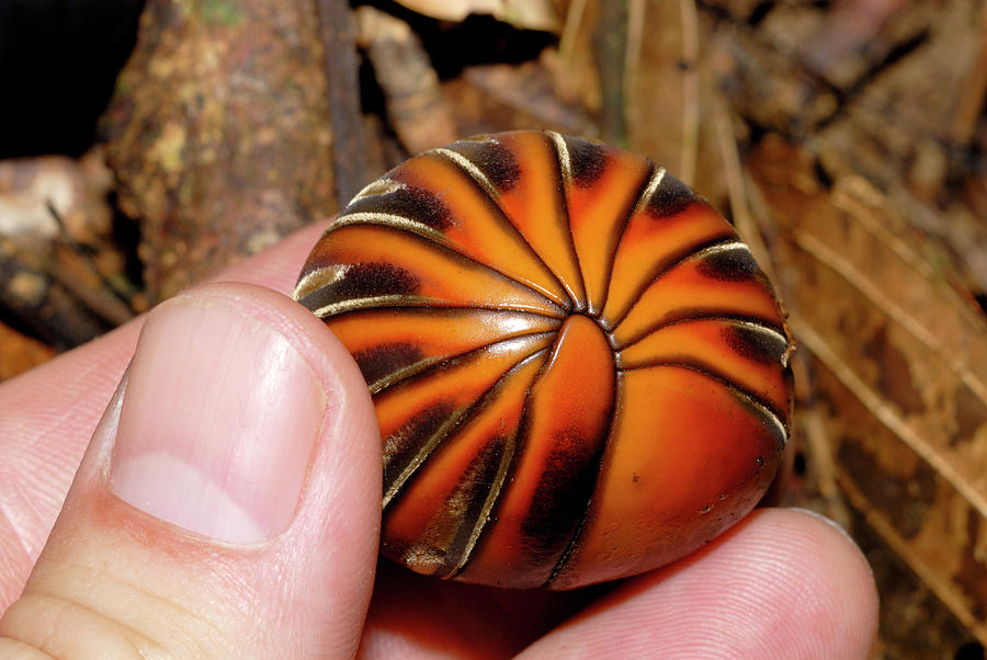 Giant Pill Millipede