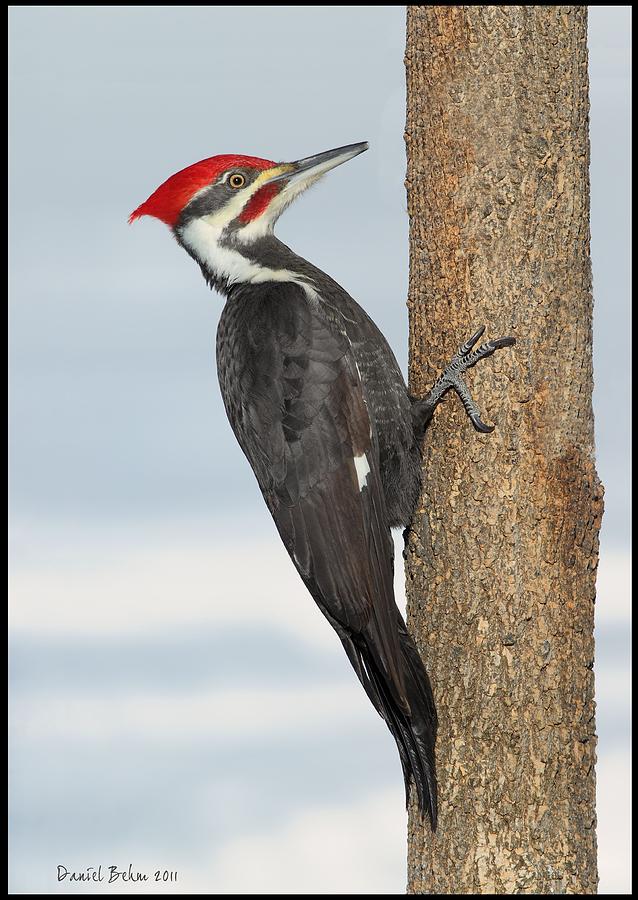Pilleated Woodpecker Photograph by Daniel Behm