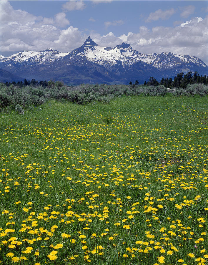 1A9210-Pilot Peak and Wildflowers Photograph by Ed  Cooper Photography
