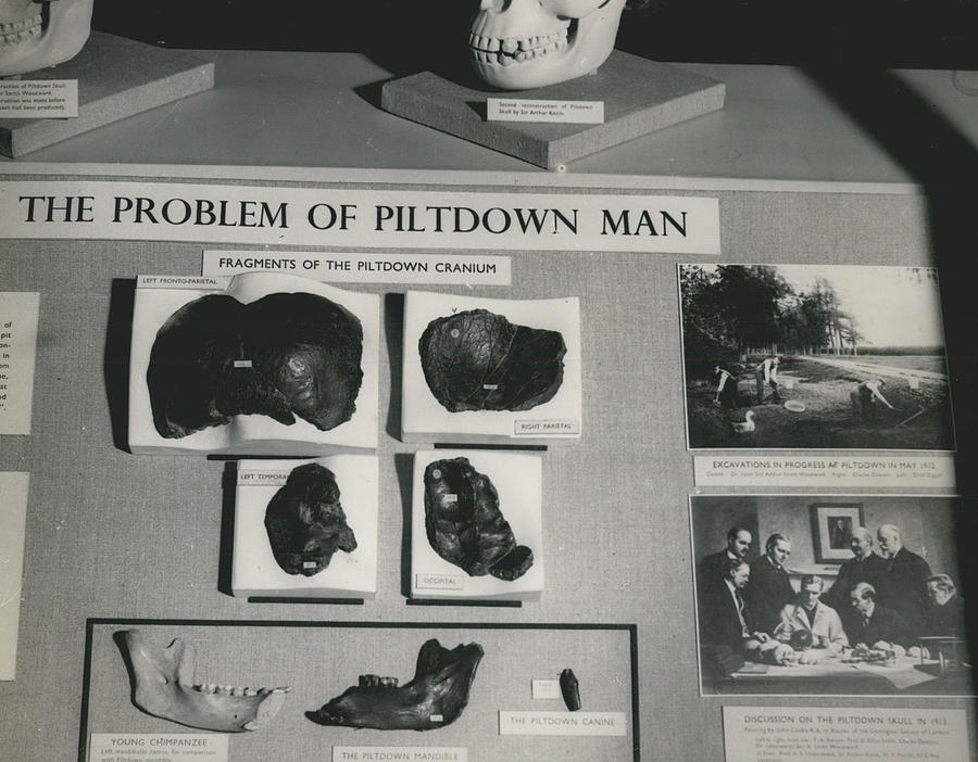 Piltdown Hoax Goes On View Photograph by Retro Images Archive