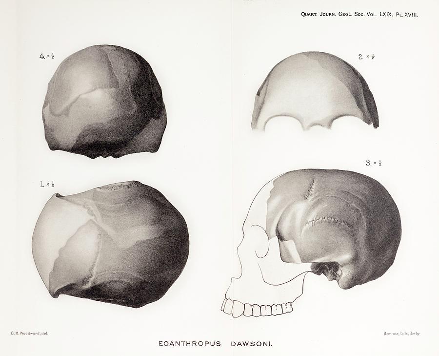 Skull Photograph - Piltdown Man Skull by Paul D Stewart