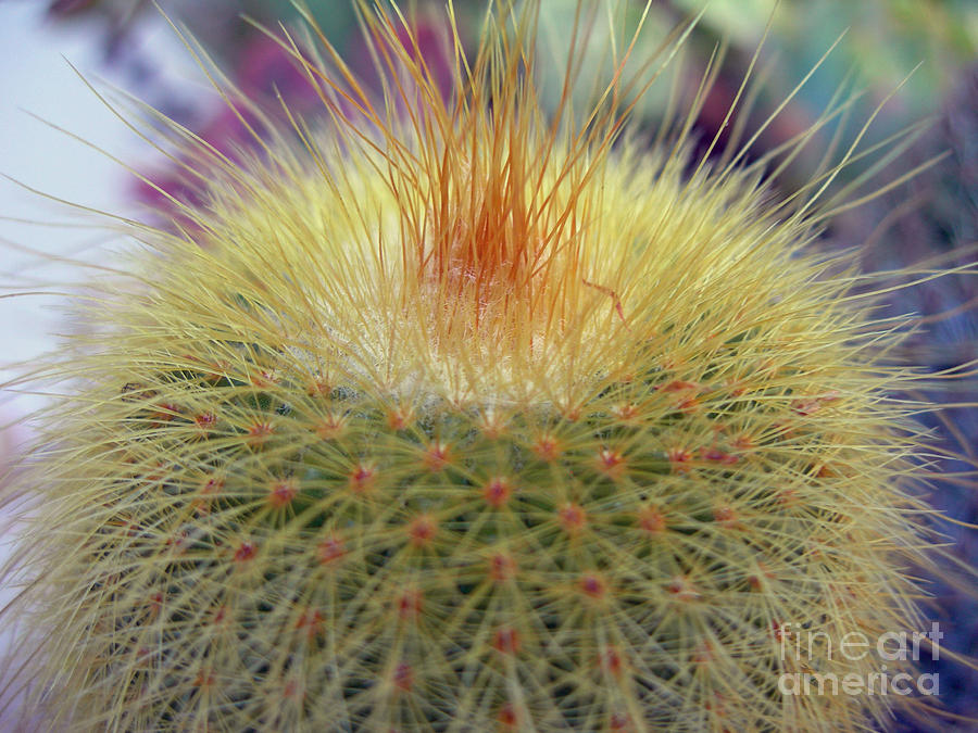 Cactus Photograph - Pin Cusion by Terri West