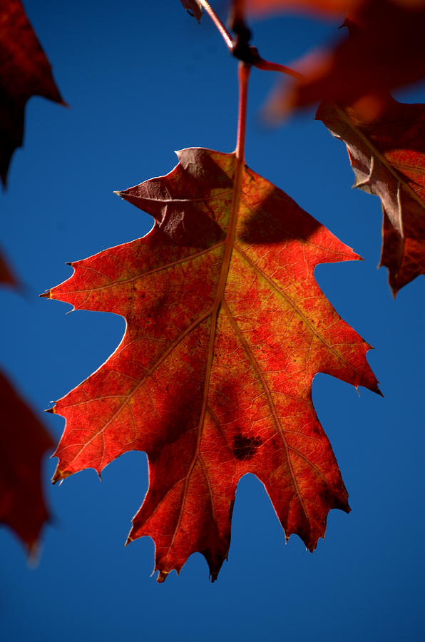 Pin Oak Leaf  Fall Colors Photograph by Nathan Abbott