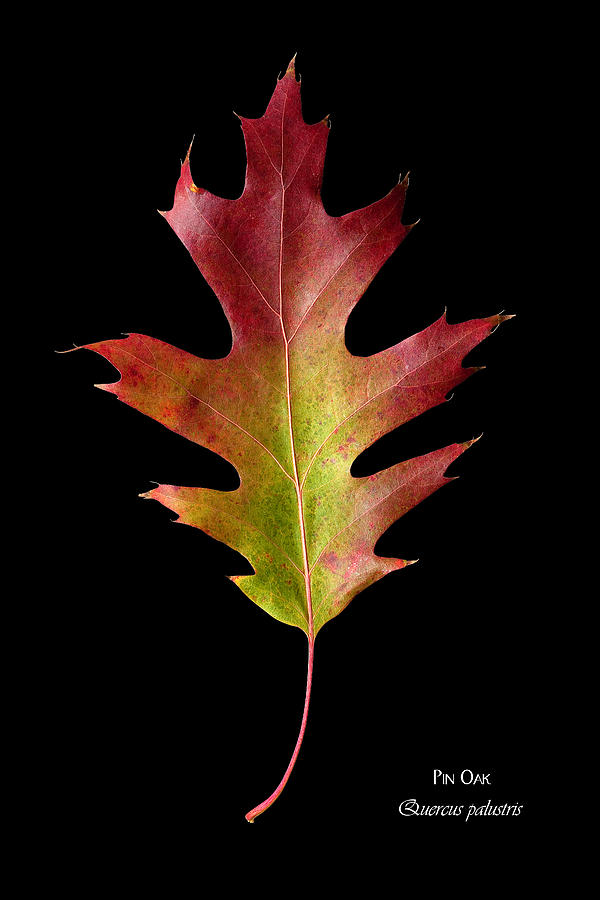 Pin Oak leaf Photograph by Russell Shively - Fine Art America