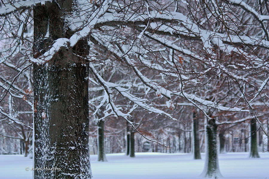 Pin Oak Snow Photograph by Ann Murphy