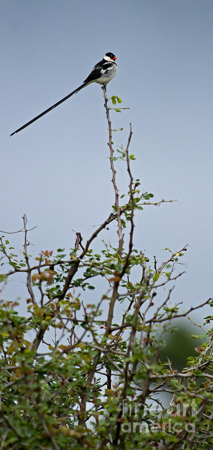 Pin-Tailed Whydah   #8562 Photograph by J L Woody Wooden