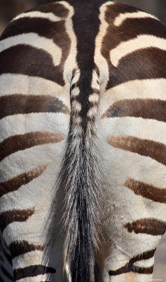 Pin the Tail on the Zebra Photograph by Maria Urso