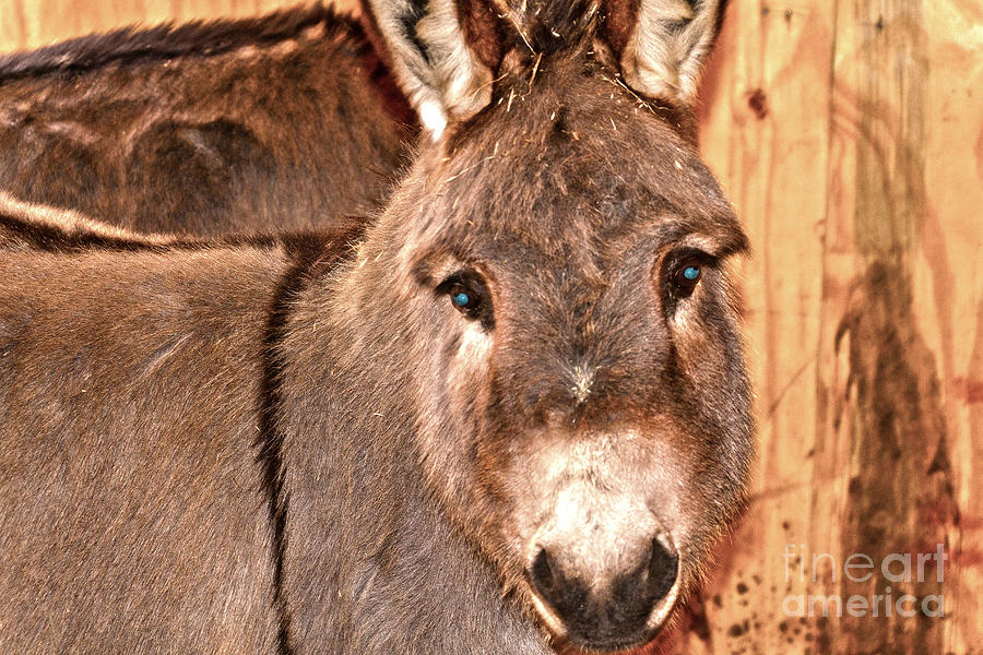 Donkey Photograph - Pin What by William Norton