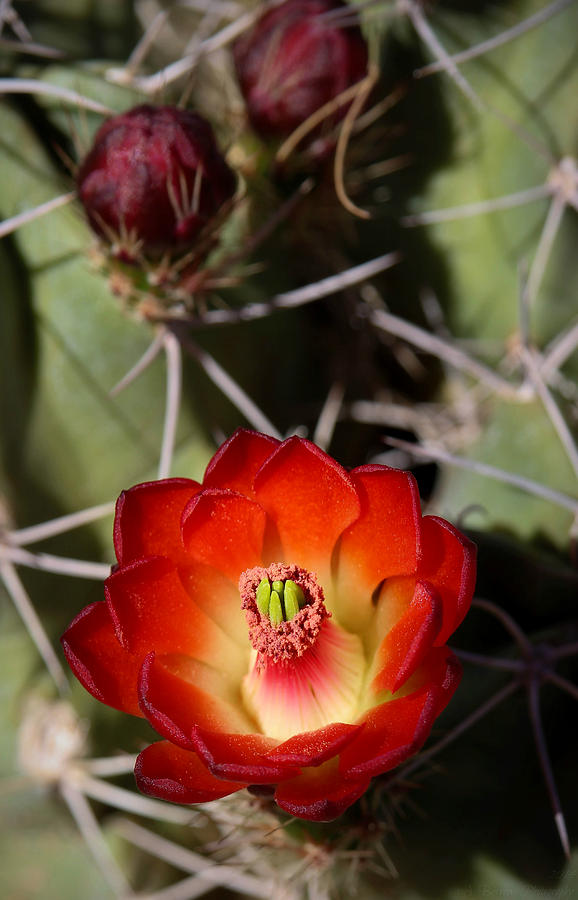 Pincushion Bloom Photograph by Aaron Burrows