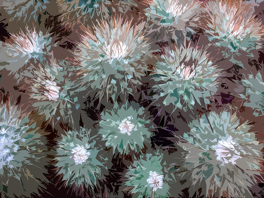 Pincushion Cactus Abstract Photograph by Rob Huntley