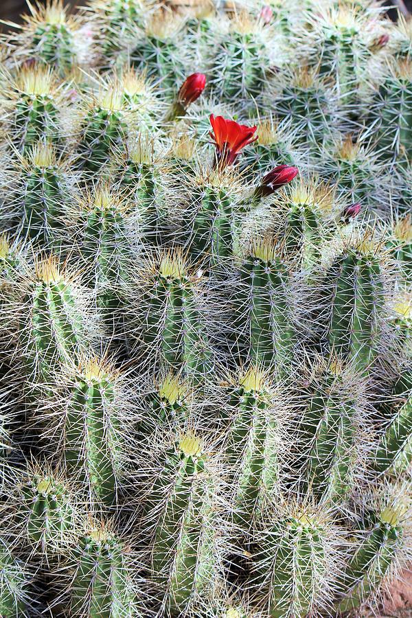 Red Cactus Flowers Photograph by Kevin Mcenerney - Fine Art America