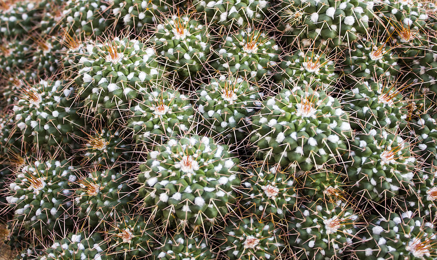 Pincushion Cactus Photograph by Pat Cook