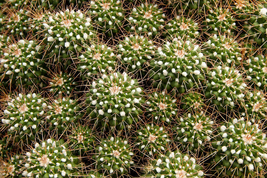 Pincushion Cactus Photograph by Rachel Cohen