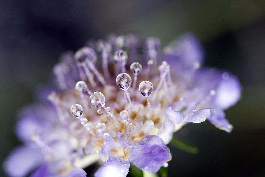 Drops Photograph - Pincushion Drops by Rebecca Cozart