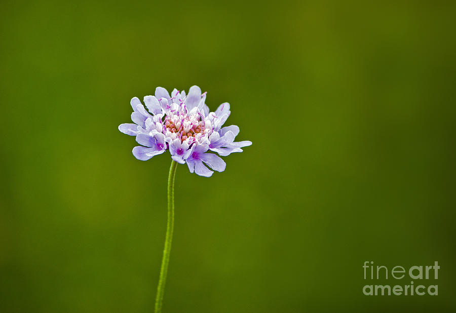 Dwarf Pincushion Flower Photograph by Bel Menpes