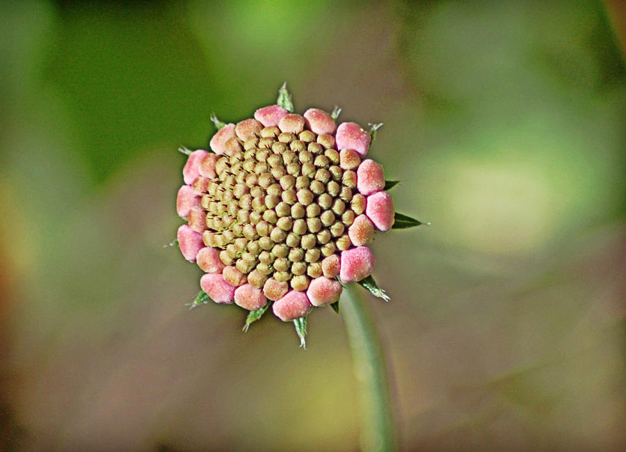Pincushion Flower Bud Photograph by Linda Brown