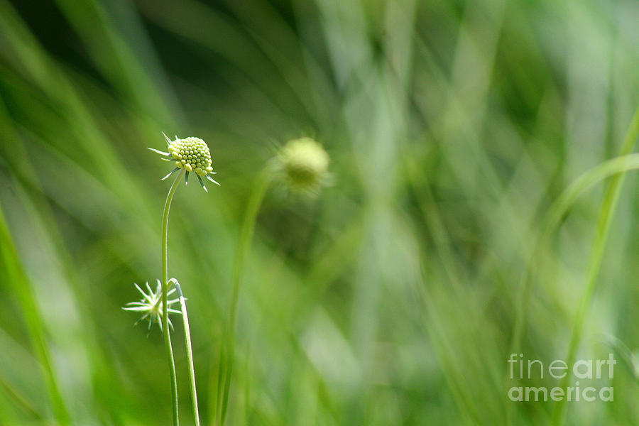 Pincushion Flower Buds Photograph by Karen Adams