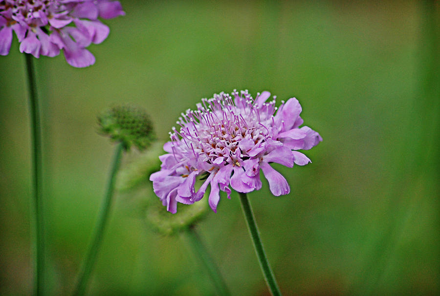 Pincushion Flower Photograph by Linda Brown