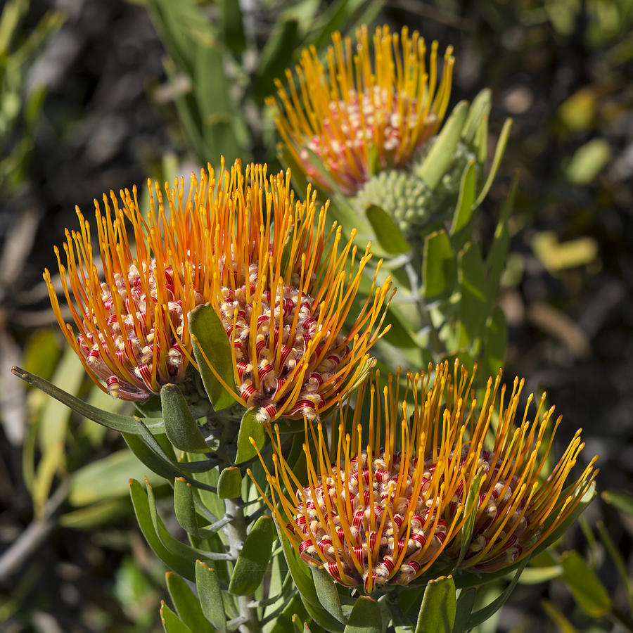 Pincushion Flowers Photograph by Bruce Frye | Fine Art America