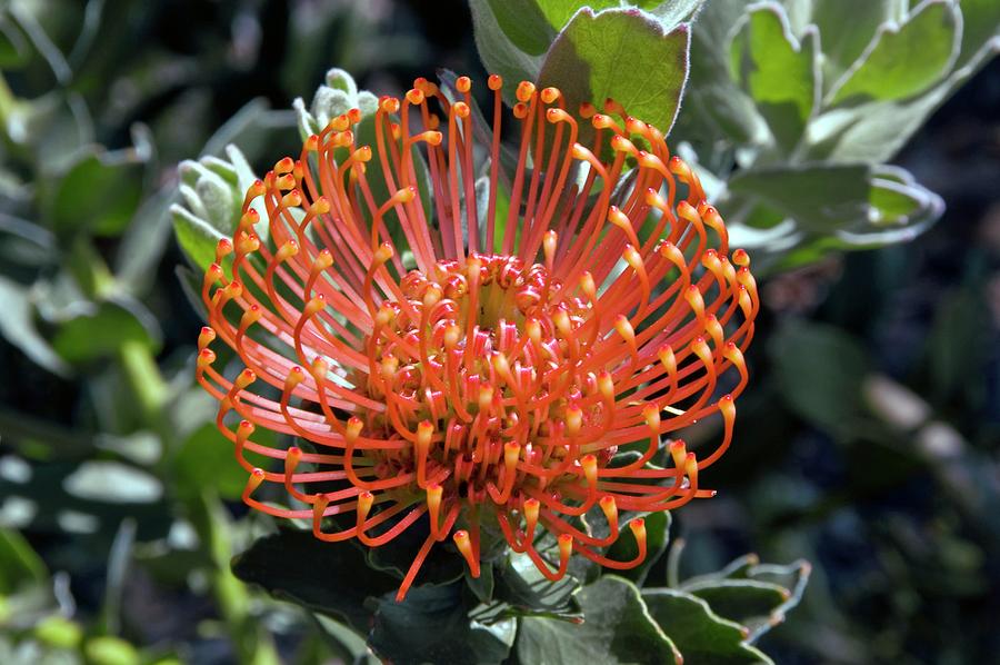 Pincushion (leucospermum Cordifolium) Photograph by Dr P. Marazzi ...