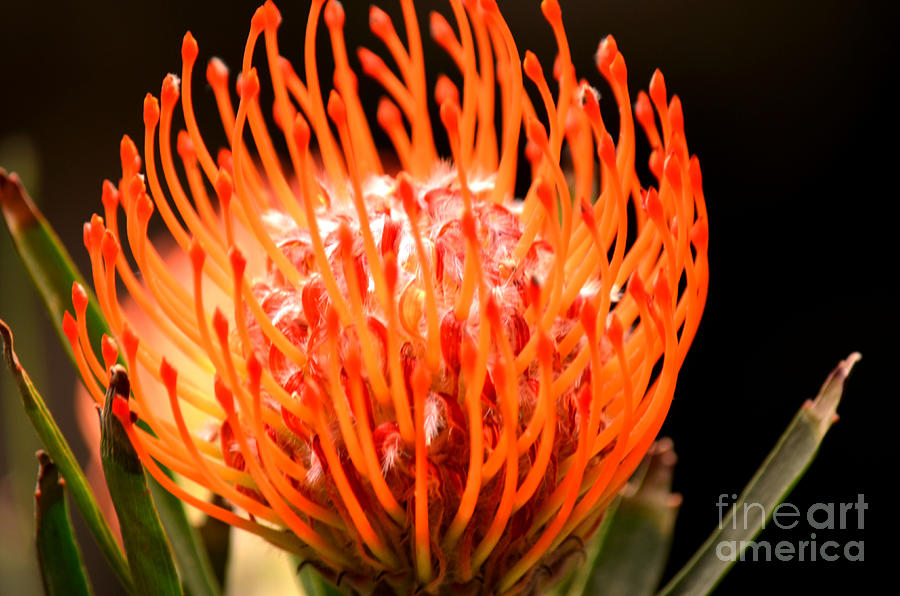 Pincushion Protea Photograph by Deb Halloran