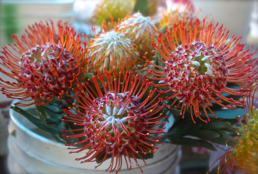 Nature Photograph - Pincushion Proteas by Venetia Featherstone-Witty