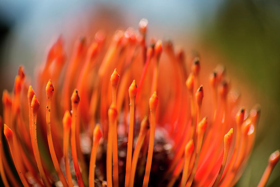 Pincushion Tropical Flower  Maui Photograph by Scott Mead