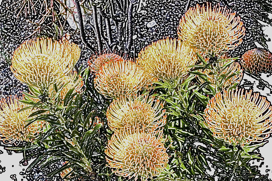 Pincushions Digital Art by Photographic Art by Russel Ray Photos