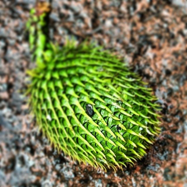 Pine / Conifer Cone Photograph by Gary David
