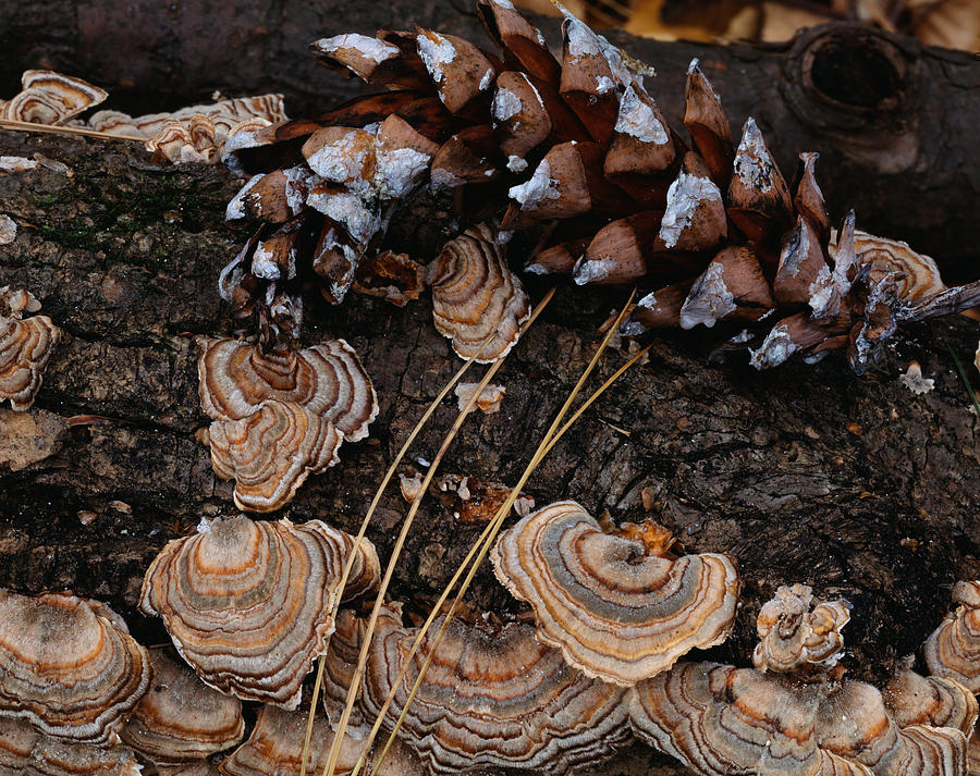 Pine - Mushrooms Photograph by Tom Daniel