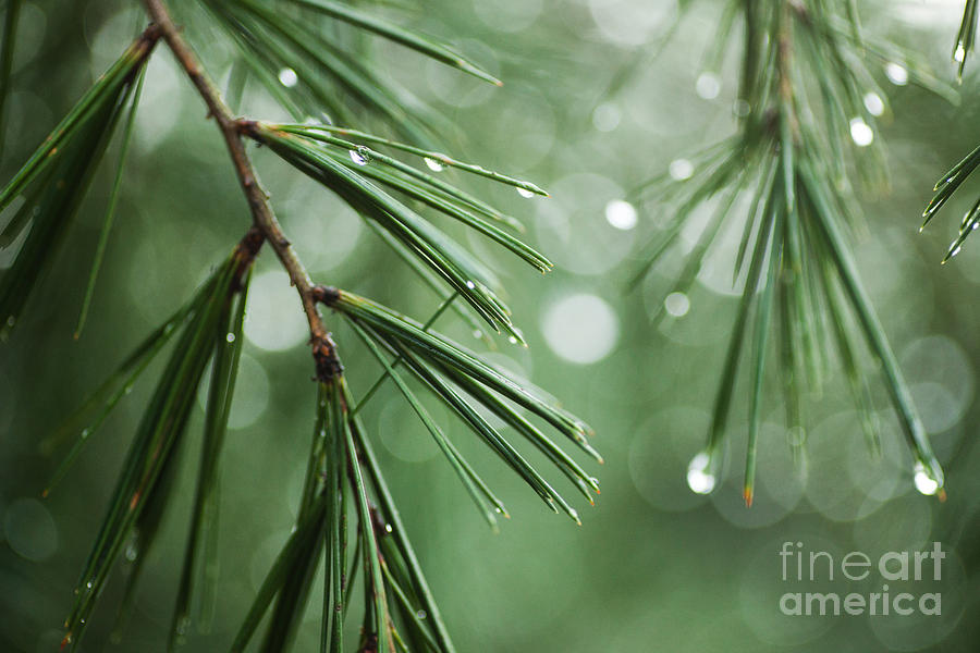 Nature Photograph - Pine After the Rain by Andrea Gingerich