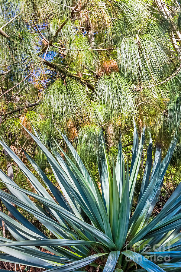 Pine and Succulent Photograph by Kate Brown