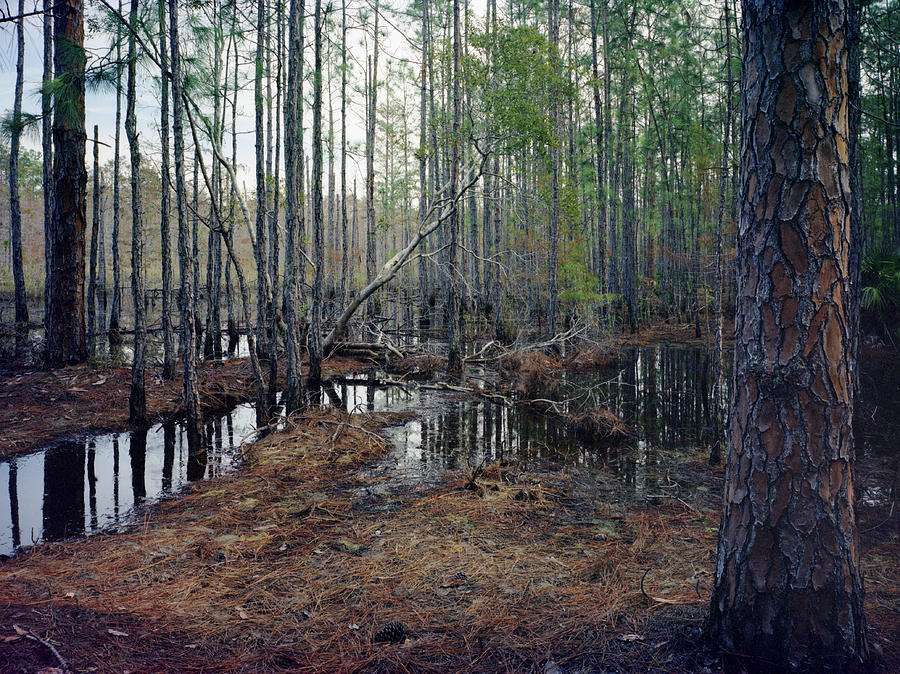 Pine and Water. Split Oak Forest. Photograph by Chris  Kusik