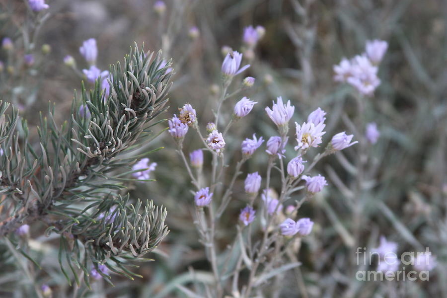 Pine and Wild Flowers Photograph by Robin Pedrero