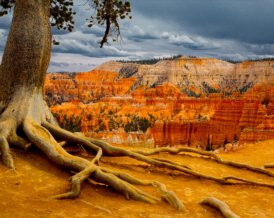 Pine at Bryce Photograph by Jim Snyder