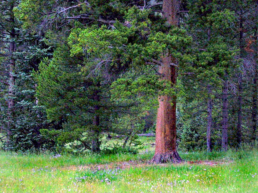 Pine at Rocky Mountain National Photograph by Larry Capra