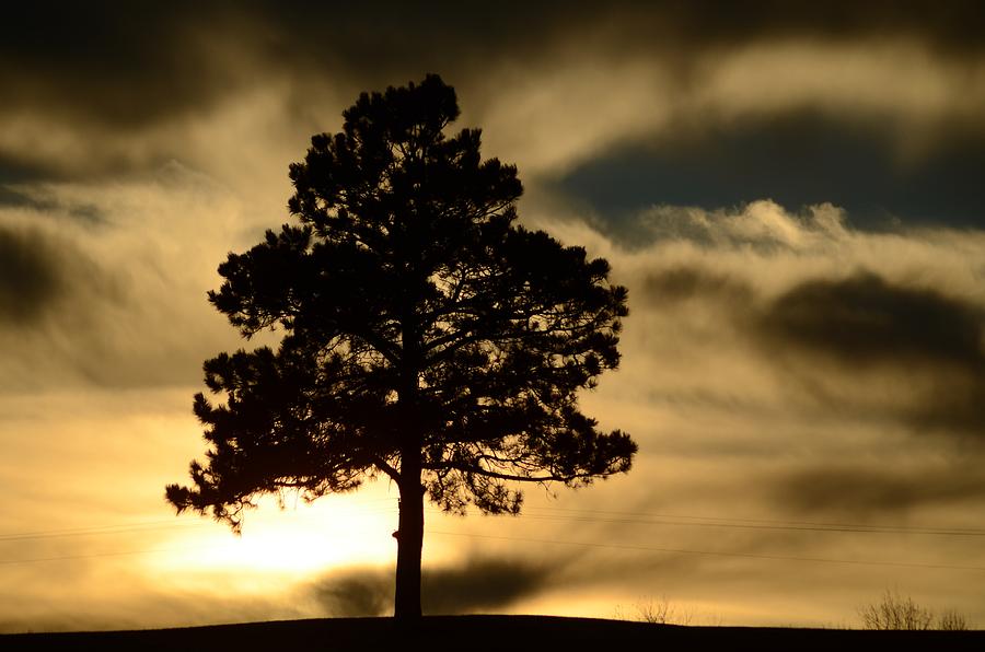 Pine at Sundown Photograph by Greni Graph