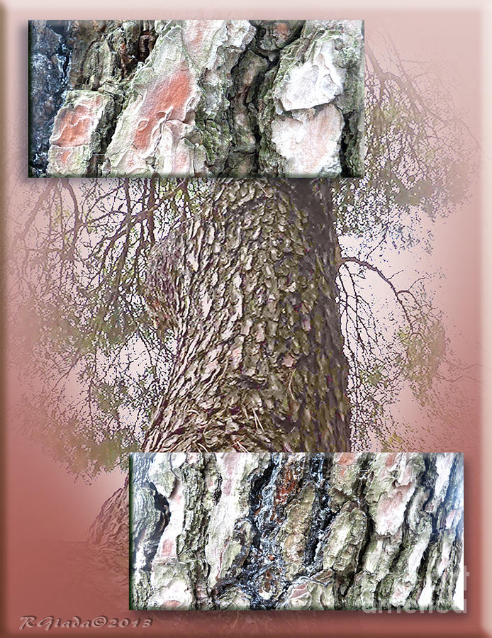 Pine bark study 1 - photograph by Giada Rossi Digital Art by Giada Rossi