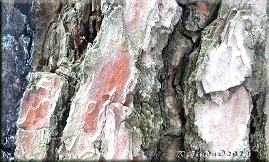 Pine bark study 2 - photograph by Giada Rossi Pyrography by Giada Rossi