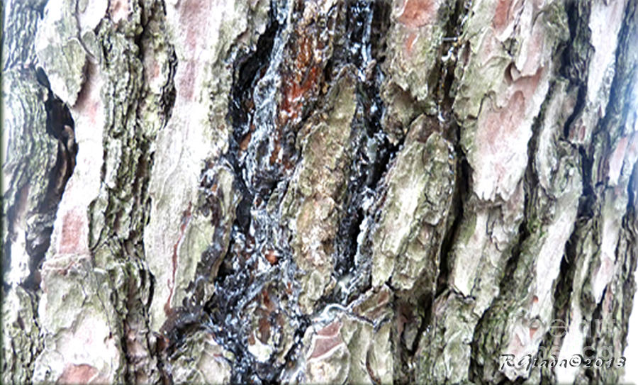 Pine bark study 3 - photograph by Giada Rossi Photograph by Giada Rossi