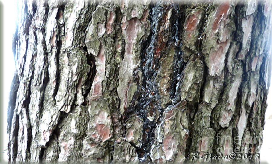 Pine bark study 4 - photograph by Giada Rossi Photograph by Giada Rossi