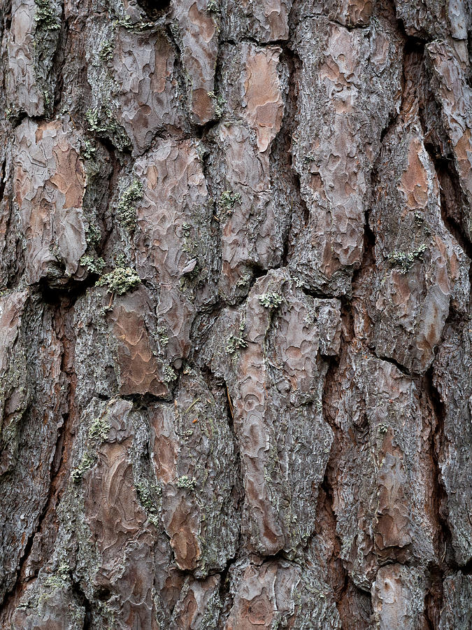 Pine Bark Texture 2 Photograph by Hakon Soreide