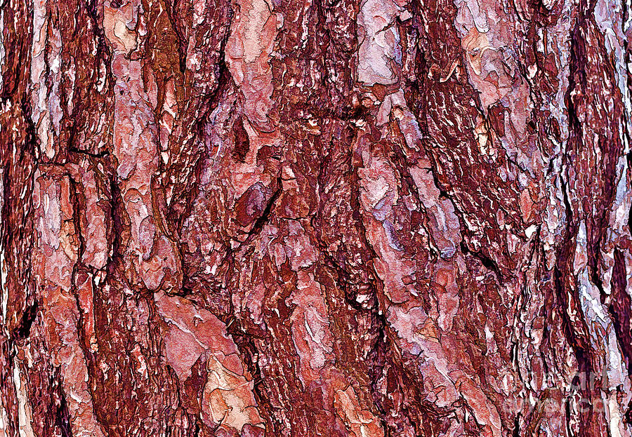 Pine Bark Texture Photograph by Les Palenik