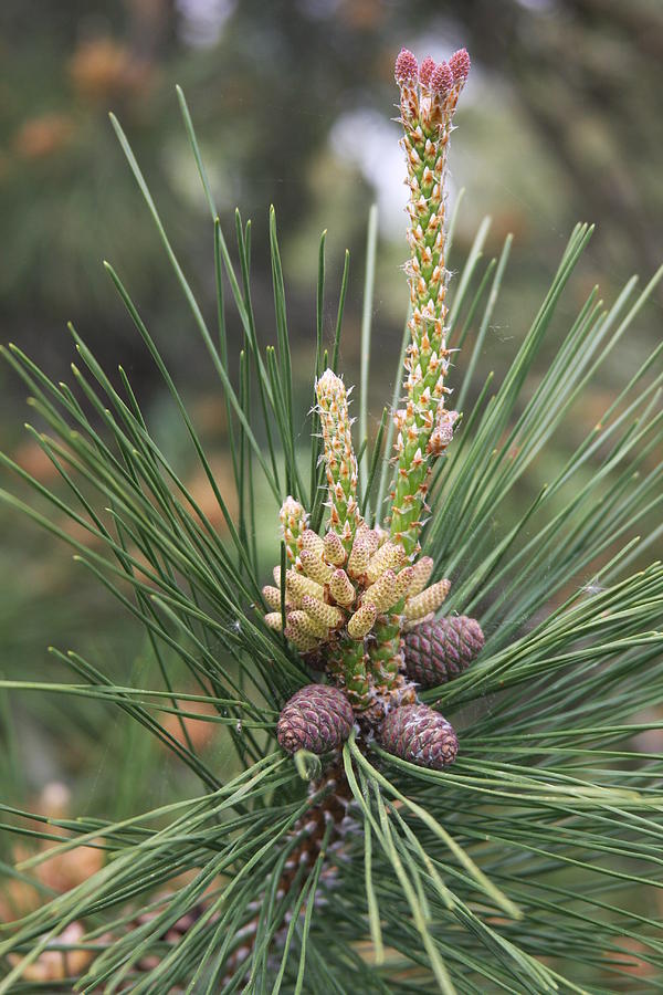 Pine Blossoms Photograph by Vadim Levin