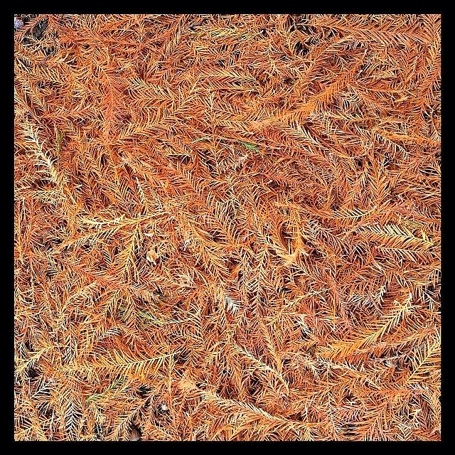 Minimalism Photograph - Pine Boughs. #pine #needles #bough by Ken Hurst