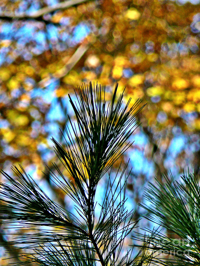 Pine Bouquet 1 Photograph by Chris Sotiriadis